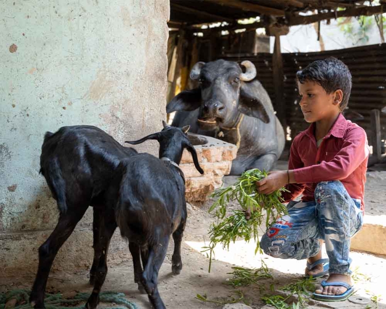 Shubham feeding goats after cleft surgery